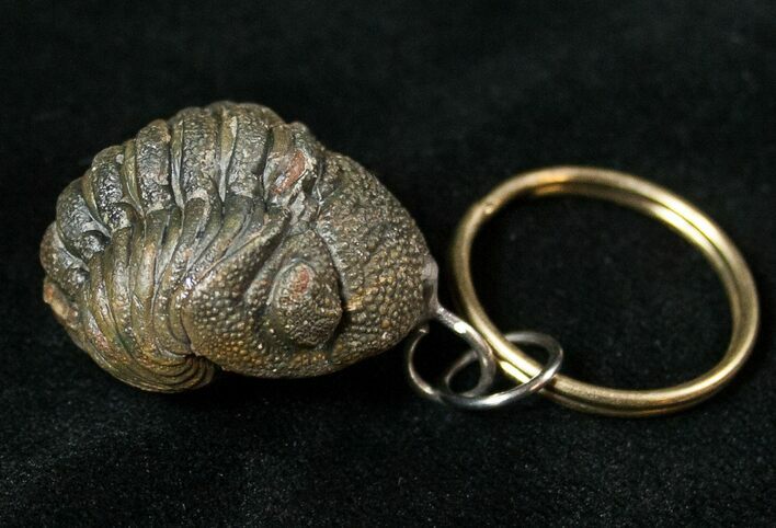 Real Phacops Trilobite Keychain #17395